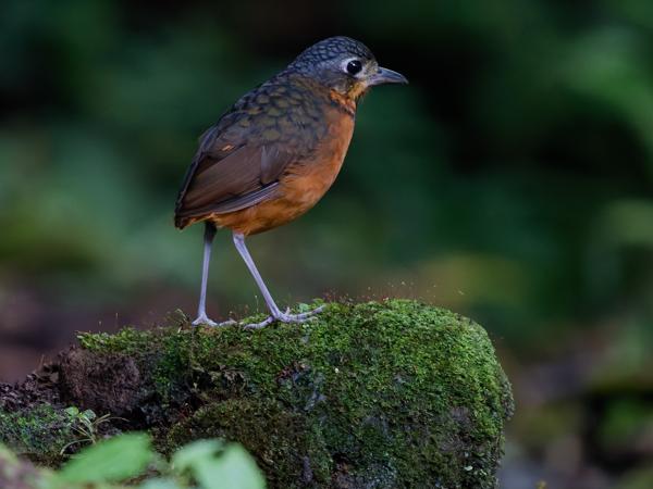 <h3><a href="/trips/costa-rica/biota/animalia/chordata/aves/040 passeriformes/007 grallariidae/grallaria guatimalensis/grallaria guatimalensis-nl.html">Grallaria&nbsp;guatimalensis</a> / Scaled&nbsp;antpitta / Schubkapmierpitta</h3>OM-1 Mark II met OLYMPUS M.150-400mm F4.5, 1/13 sec  bij F4.5, ISO 16000, afstand 10.1&nbsp;m